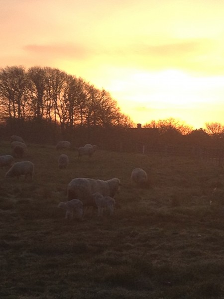 Sunrise, with our new lambs